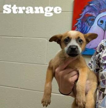 Strange -  Cattle Dog and Mixed Breed Dog for Adoption in Morton Grove, Illinois - Strange | PetCurious