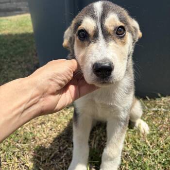 Mystery -  Husky Dog for Adoption in Harlingen, Texas - Mystery | PetCurious