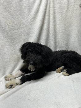 FLIP (mini doodle) -  Australian Shepherd and Poodle Dog for Adoption in Rossford, Ohio - FLIP (mini Doodle) | PetCurious