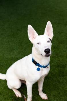 Mixed Breed Dogs Available for Adoption - BOLT | PetCurious