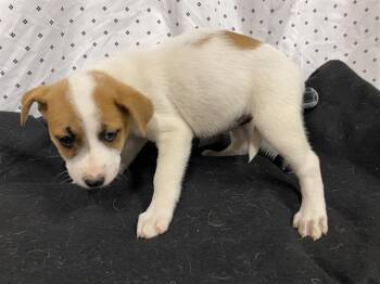 Australian Shepherd and Mixed Breed Dogs Available for Adoption in Modesto, California - SWEETUMS | PetCurious