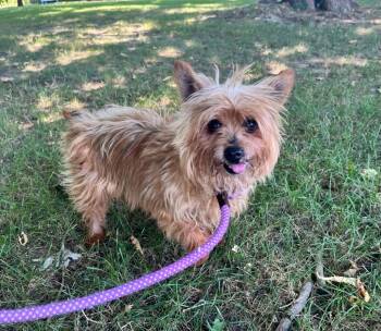 Harry -  Yorkshire Terrier Dog for Adoption in Shorewood, Illinois - Harry | PetCurious