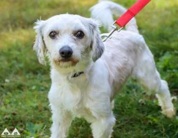 Wall - E -  Maltese and Mixed Breed Dog for Adoption in Lowell, Massachusetts - Wall - E | PetCurious