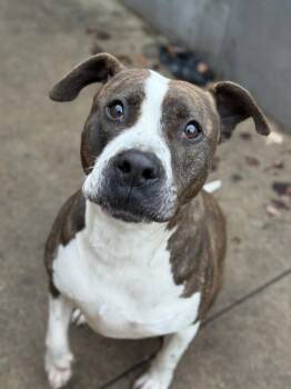 Pit Bull Terrier Dogs Available for Adoption - Grand Marnier | PetCurious