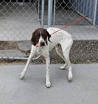 German Shorthaired Pointer Dogs Available for Adoption in Elko, Nevada - 61067175 | PetCurious
