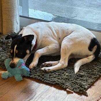 Madison -  Jack Russell Terrier and Mixed Breed Dog for Adoption - Madison | PetCurious