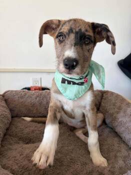 Paris -  Catahoula Leopard Dog Dog for Adoption in Poway, California - Paris | PetCurious