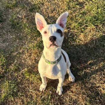 Terrier Dogs Available for Adoption in Waynesboro, Pennsylvania - Onyx | PetCurious