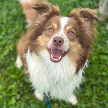 Bear -  Australian Shepherd Dog for Adoption in Philadelphia, Pennsylvania - Bear | PetCurious