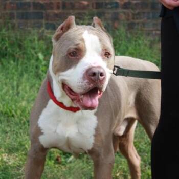 Diesel -  American Staffordshire Terrier and Mixed Breed Dog for Adoption in Richmond, Virginia - Diesel | PetCurious