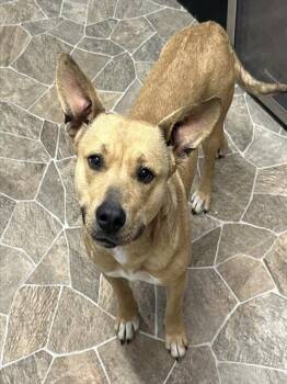 American Staffordshire Terrier and Mixed Breed Dogs Available for Adoption - FIONA | PetCurious