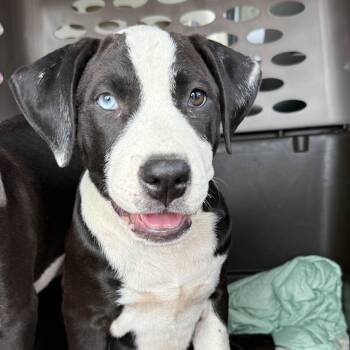 Mojito Monday -  American Staffordshire Terrier Dog for Adoption in Columbia, South Carolina - Mojito Monday | PetCurious