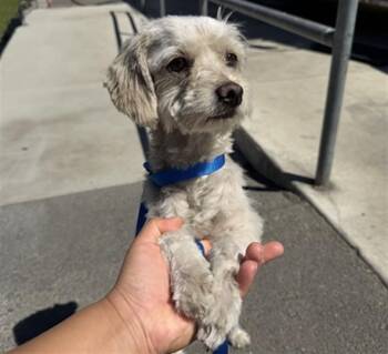 FELICITY -  Maltese Dog for Adoption in San Bernardino, California - FELICITY | PetCurious