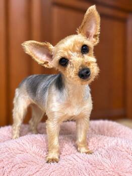 Chanel -  Yorkshire Terrier Dog for Adoption - Chanel | PetCurious