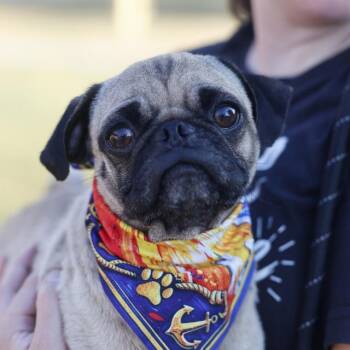 GARBONZO BEAN -  Pug Dog for Adoption in San Antonio, Texas - GARBONZO BEAN | PetCurious