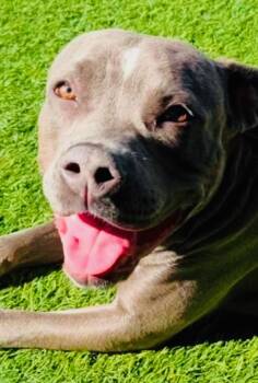 Rescue Pit Bull Terrier Dogs for Adoption in Los Angeles, California - Love The Souful Pitbull With The Biggest Heart | PetCurious