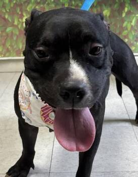American Staffordshire Terrier and Mixed Breed Dogs Available for Adoption - Naomi | PetCurious