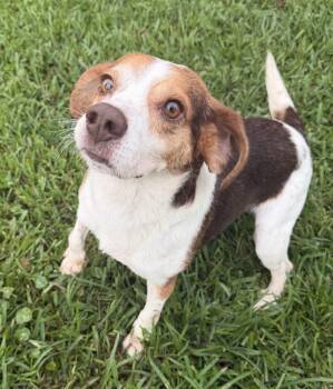 Slick -  Beagle Dog for Adoption in Dunnellon, Florida - Slick | PetCurious