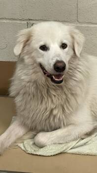 Collasso -  Great Pyrenees Dog for Adoption in Allen, Texas - Collasso | PetCurious