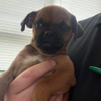 Olive Oyl -  Chihuahua and Pug Dog for Adoption in Allen, Texas - Olive Oyl | PetCurious