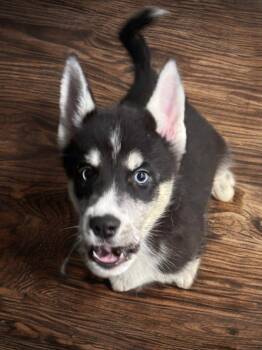 Ruben -  Siberian Husky Dog Available for Adoption in Sumter, South Carolina - Ruben | PetCurious
