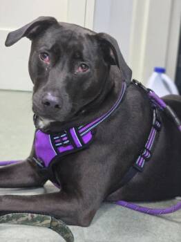 Jessie -  Labrador Retriever and Mixed Breed Dog for Adoption in Danielsville, Georgia - Jessie | PetCurious