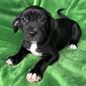 Black Labrador Retriever and Mixed Breed Dogs Available for Adoption - Caddy | PetCurious