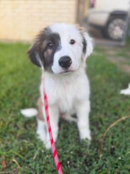 Blackjack -  Great Pyrenees and Australian Shepherd Dog for Adoption in North Richland Hills, Texas - Blackjack | PetCurious