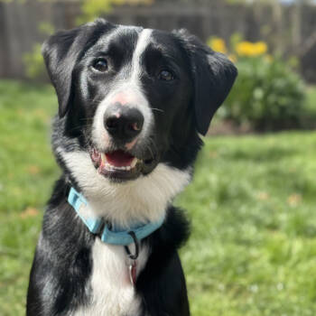 Rescue Border Collie Dogs for Adoption in Medford, Oregon - Moss | PetCurious