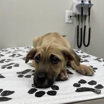 Rescue Terrier Dogs for Adoption in St. Louis, Missouri - Memphis | PetCurious