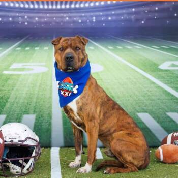 Pit Bull Terrier and Shar Pei Dogs Available for Adoption in Midland, Texas - FWT Roger | PetCurious