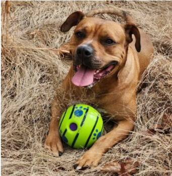 Moose -  Mixed Breed Dog for Adoption in Berkeley Springs, West Virginia - Moose | PetCurious