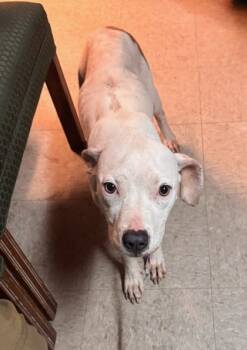 Rescue Mixed Breed Dogs for Adoption in Spartanburg, South Carolina - Glinda | PetCurious