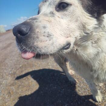 Rescue Australian Shepherd Dogs for Adoption in Harlingen, Texas - Deli | PetCurious