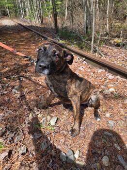Labrador Retriever Dogs Available for Adoption in Lunenburg, Vermont - Sue | PetCurious
