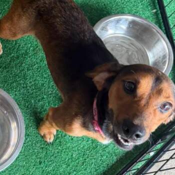 Otis -  Dachshund and Mixed Breed Dog for Adoption in Homewood, Illinois - Otis | PetCurious