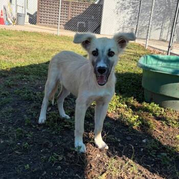 Tinkerbell -  Shepherd and Mixed Breed Dog for Adoption in Corpus Christi, Texas - Tinkerbell | PetCurious