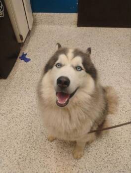 Tundra -  Alaskan Malamute Dog for Adoption in Atlanta, Georgia - Tundra | PetCurious