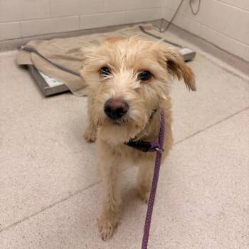 Kiwi -  Mixed Breed Dog for Adoption in Murray, Utah - Kiwi | PetCurious