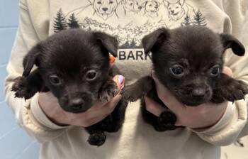 Mixed Breed Dogs Available for Adoption - Taylor (Scooter) | PetCurious