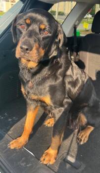 Roxy -  Rottweiler Dog for Adoption in Lawrenceburg, Tennessee - Roxy | PetCurious