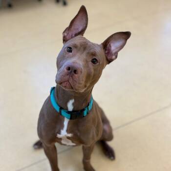 Ruby -  American Staffordshire Terrier Dog for Adoption in Lynchburg, Virginia - Ruby | PetCurious
