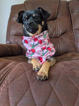 Jovie Lee and Frankie (Butterfly and Chewie) -  Coton De Tulear and Chihuahua Dog for Adoption in Heiskell, Tennessee - Jovie Lee And Frankie (Butterfly And Chewie) | PetCurious
