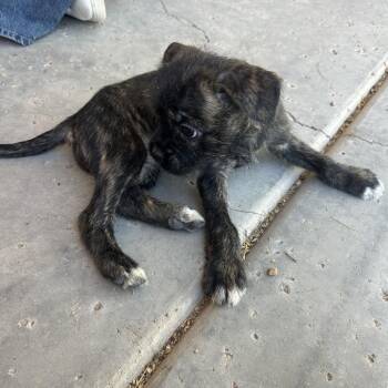 Terrier and Pug Dogs Available for Adoption in Phoenix, Arizona - Maya | PetCurious