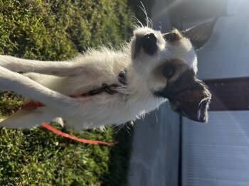 Lilly -  Terrier Dog for Adoption in Lexington, Kentucky - Lilly | PetCurious
