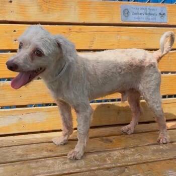 Pop -  Poodle and Mixed Breed Dog for Adoption in Hawthorne, California - Pop | PetCurious