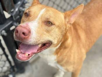 TOM -  Australian Kelpie and Mixed Breed Dog for Adoption in Tulsa, Oklahoma - TOM | PetCurious