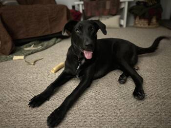 Howie -  Labrador Retriever and German Shepherd Dog Dog for Adoption in Warrington, Pennsylvania - Howie | PetCurious