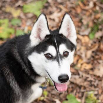 Rescue Siberian Husky Dogs for Adoption in Oakville, Ontario - Aurora | PetCurious