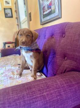 Bumper Lonestar -  Labrador Retriever and Pit Bull Terrier Dog for Adoption in Rockaway, New Jersey - Bumper Lonestar | PetCurious